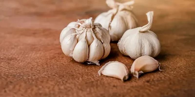 تصویر 2 از سیر اصفهان شیرین درجه یک با تندی کم و طعمی عالی